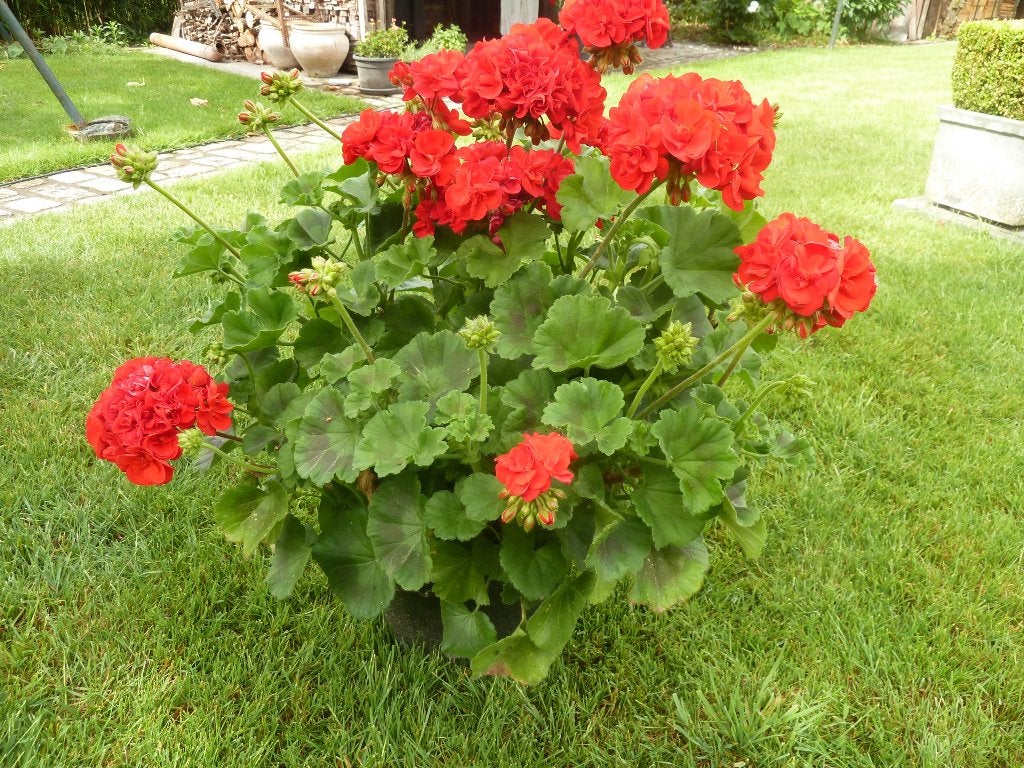 Grote pot geraniums met knoppen, Tuin en Terras, Volle zon, Eenjarig, Zomer, Ophalen