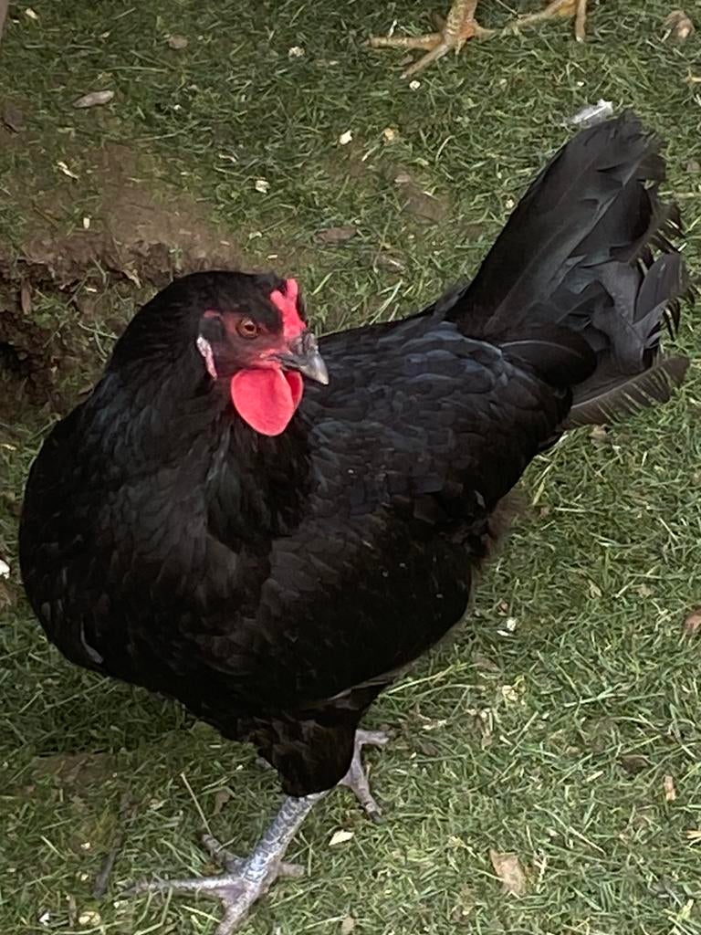 Gezocht, Dieren en Toebehoren