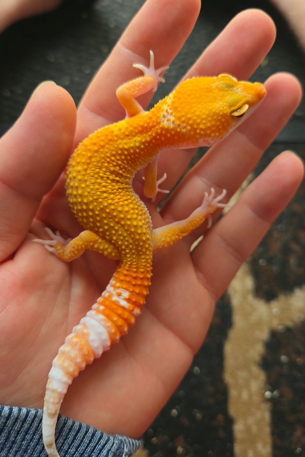 Gecko léopard mâle tangerine tremper albino no het, Animaux & Accessoires, Lézard, 0 à 2 ans
