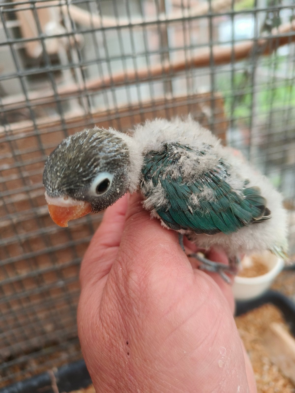 3 jonge personata, Bagué