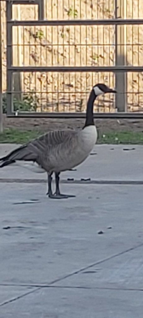 canadese gans, Geslacht onbekend, Gans of Zwaan