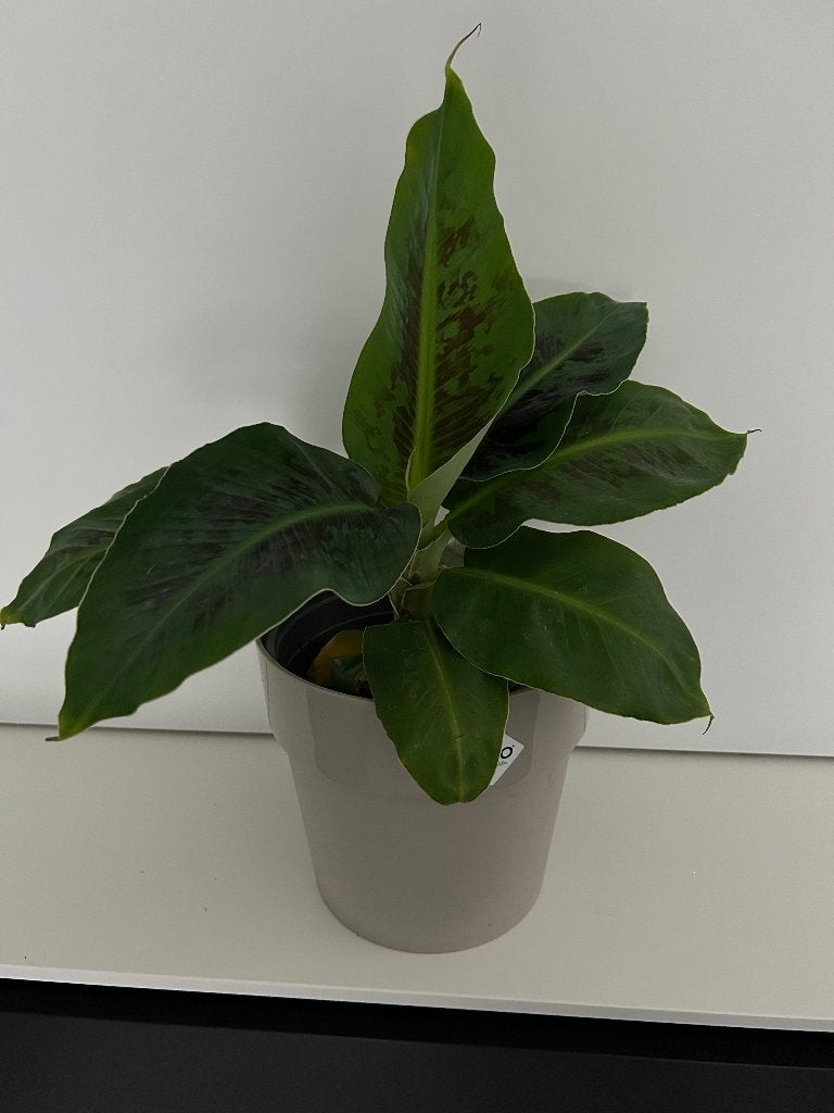 Bananenplant 30 cm, Ophalen, Overige soorten, Halfschaduw, In pot