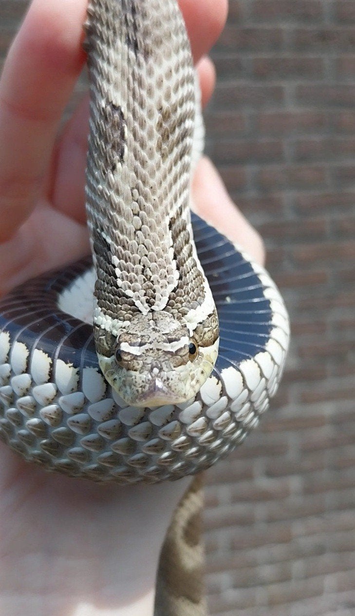 0.1 Heterodon nasicus, Dieren en Toebehoren, Reptielen en Amfibieën, Slang, Tam, 3 tot 6 jaar