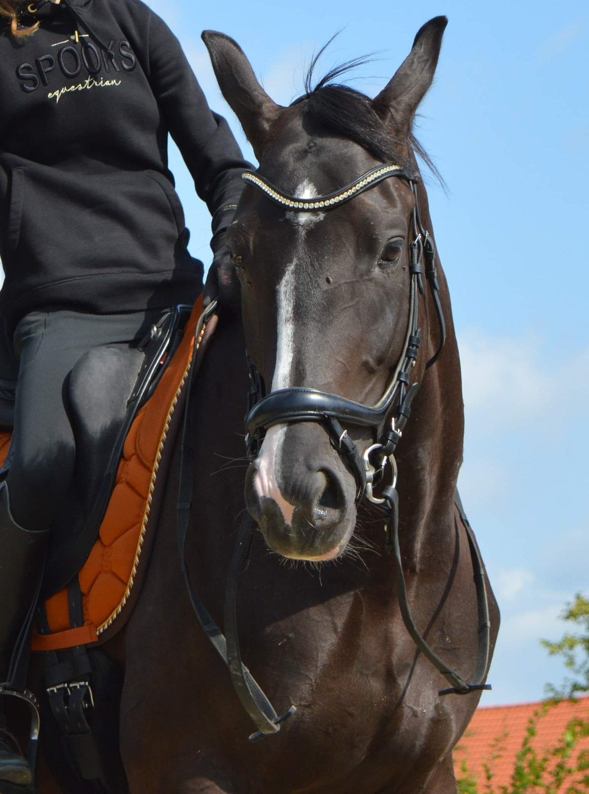 Bridle Schockemöhle Equitus Beta Lacquer Black, Dieren en Toebehoren, Ophalen, Hoofdstel, Zwart, Anatomisch gevormd