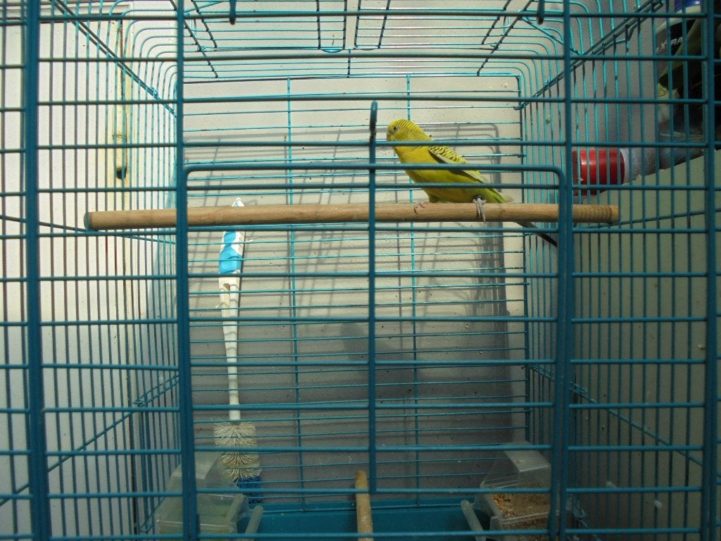 grasparkiet met kooi, Enlèvement