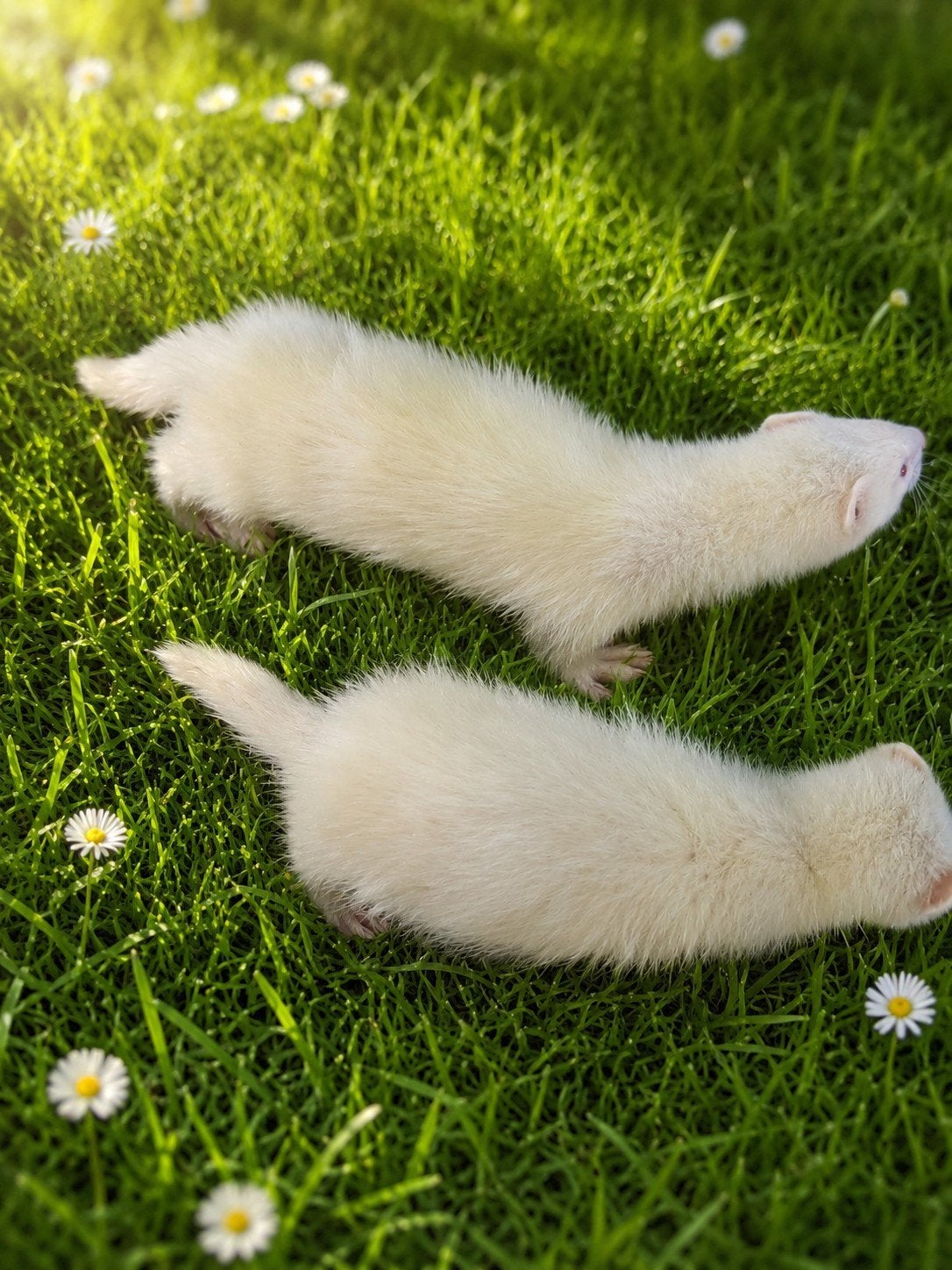 Les furets albinos (midi 8 semaines) peuvent se déplacer tra, Animaux & Accessoires, Avril, Mâle
