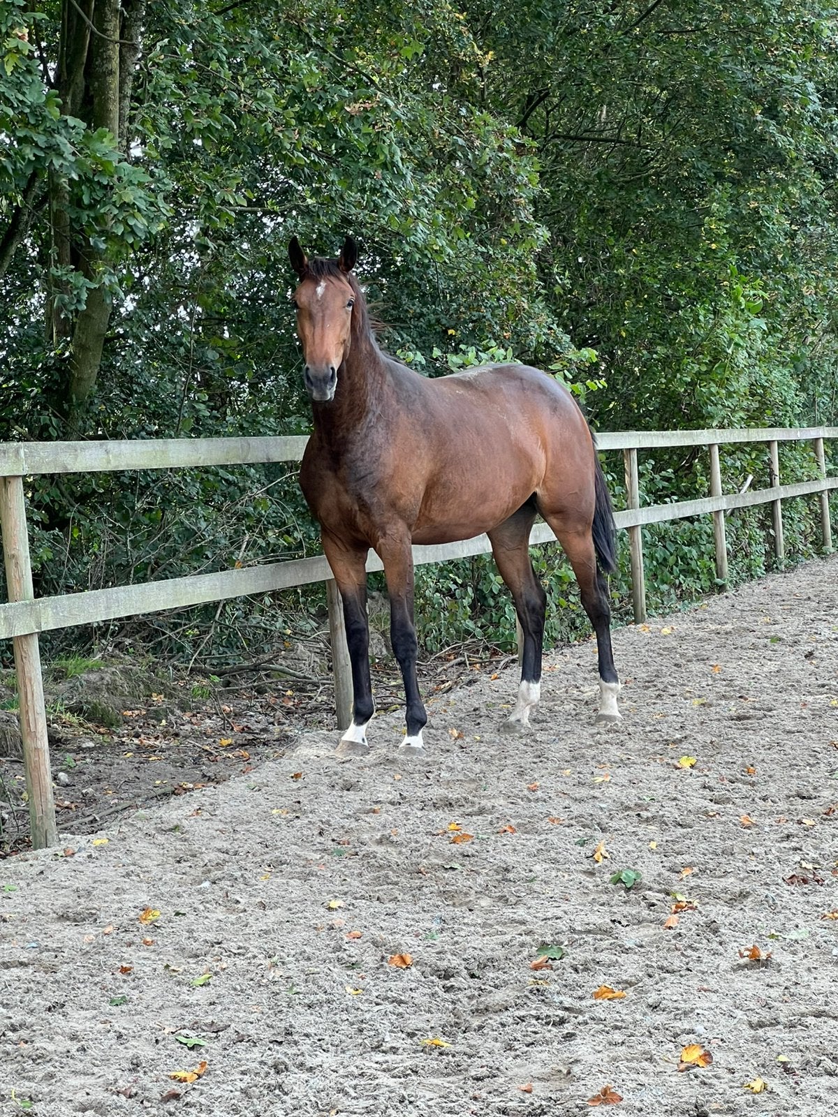 2,5 jarige springmerrie zoekt haar forever home, Dieren en Toebehoren, Merrie, Springpaard, Met stamboom, 3 tot 6 jaar