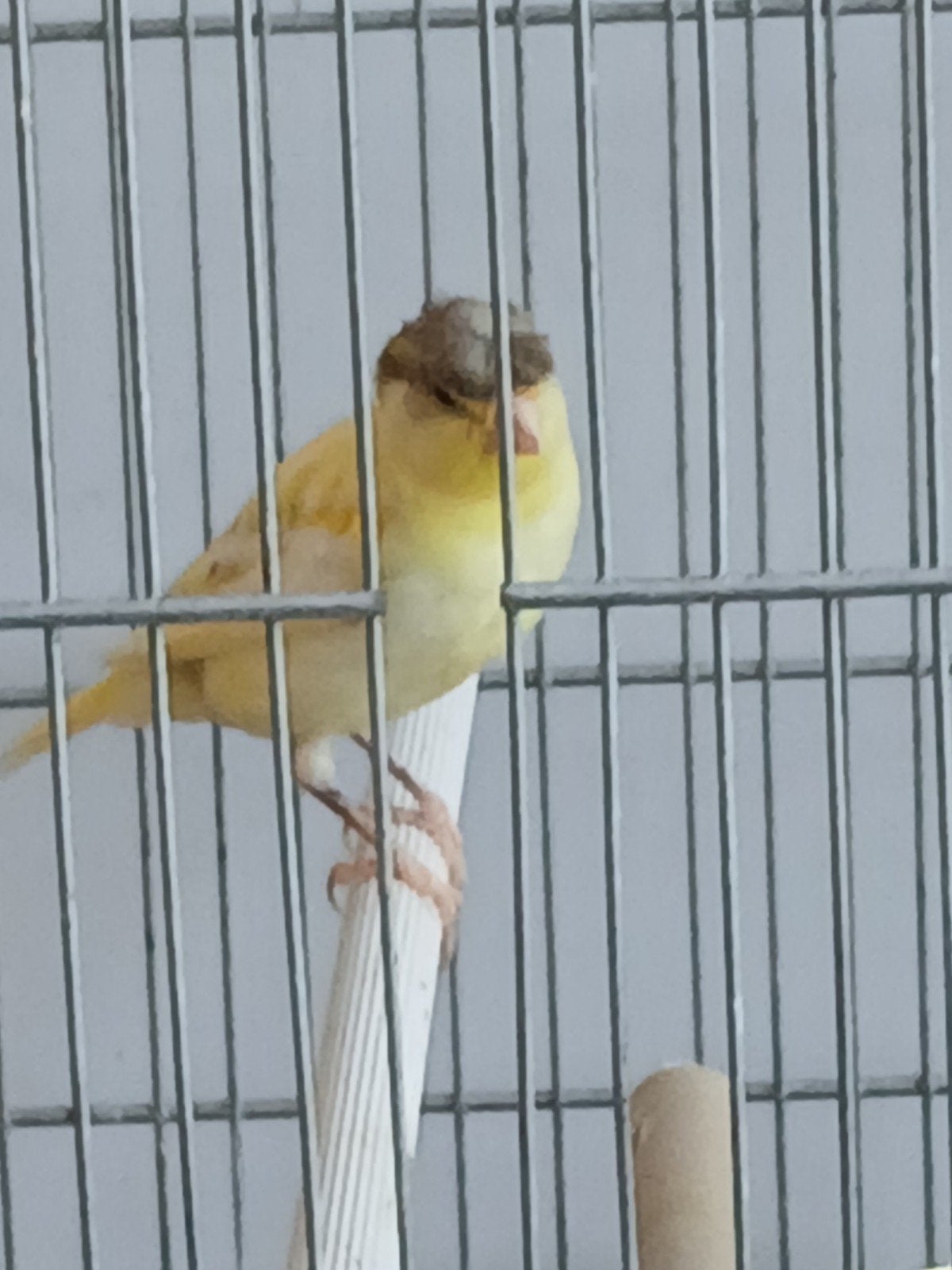 jonge kanarie duits kuifje, Geslacht onbekend, Zangkanarie