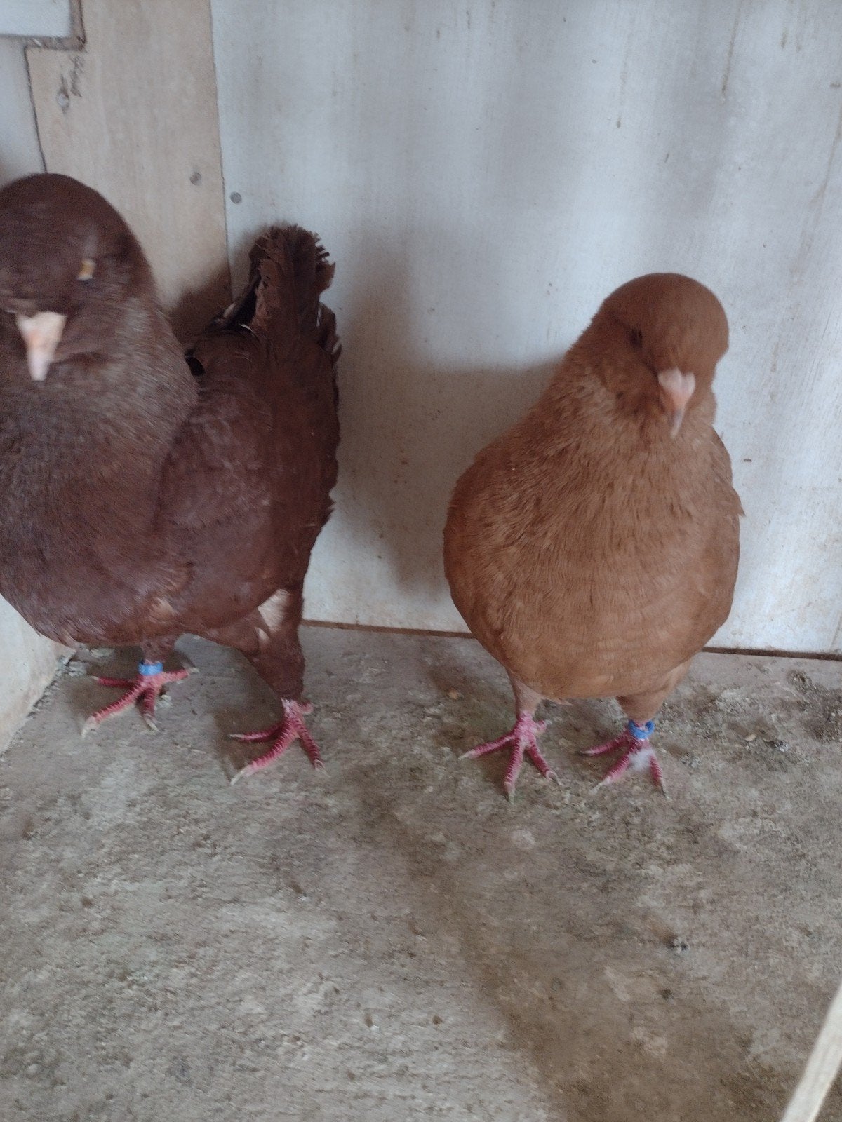 King duiven 25€ koppel, Meerdere dieren, Overige soorten