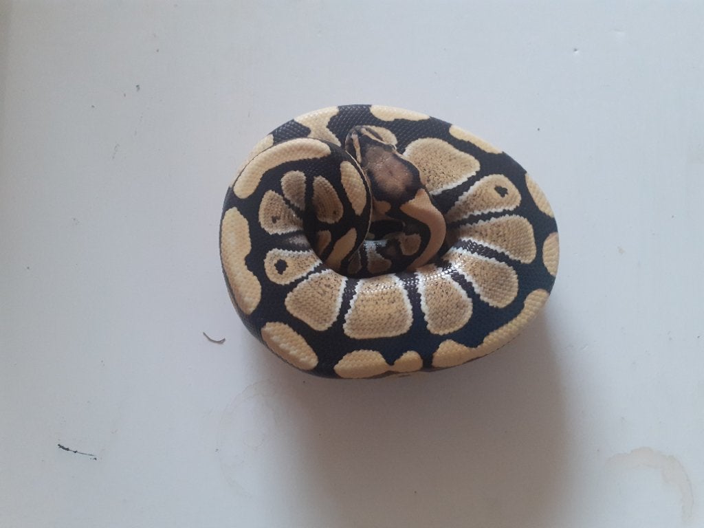 1.3 Python regius desert ghost combo Ball Python photo 4