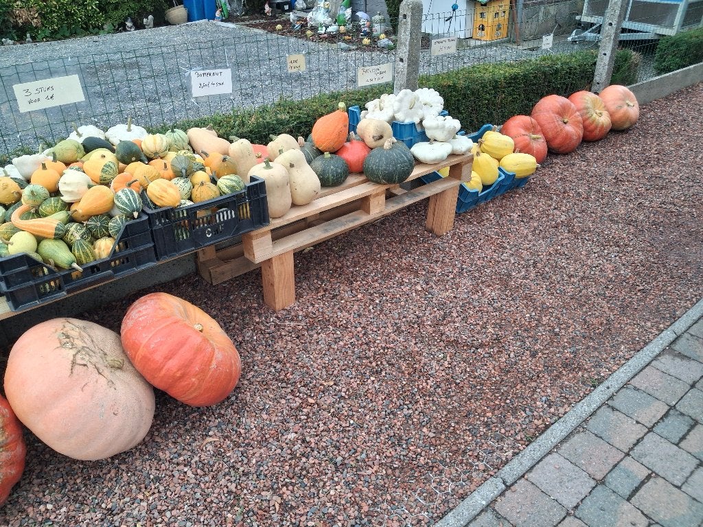 Sierfruit, pompoenen, butternutten en patissons, Tuin en Terras, Ophalen, Nieuw