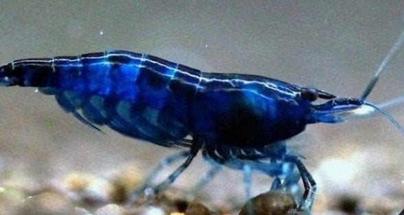 Blue dream garnalen, Dieren en Toebehoren, Vissen | Aquariumvissen
