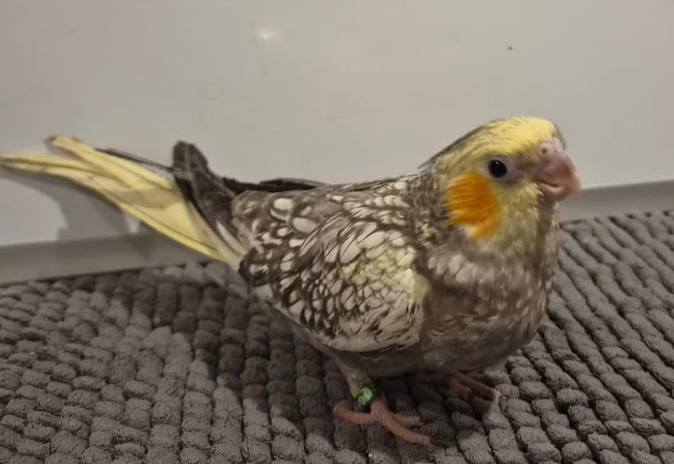 Jonge handtamme EAM valkparkiet DNA gesekst, Dieren en Toebehoren, Vogels | Parkieten en Papegaaien, Vrouwelijk, Parkiet, Geringd