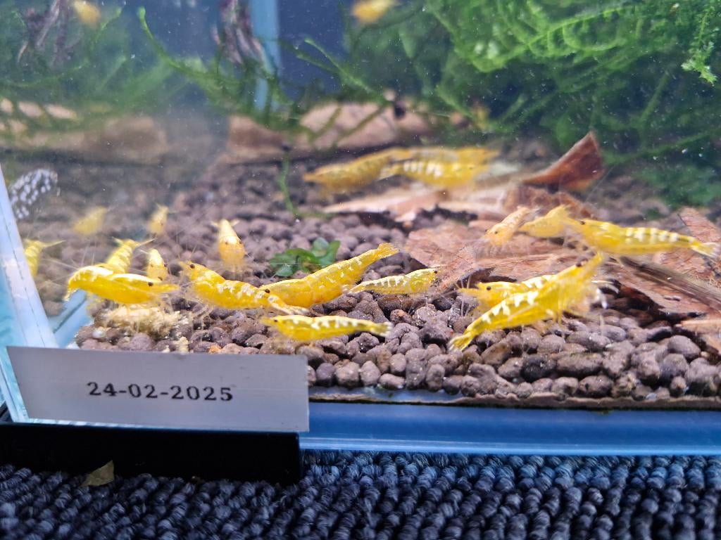 Caridina Yellow Pinto Garnalen, Dieren en Toebehoren, Kreeft, Krab of Garnaal, Zoetwatervis