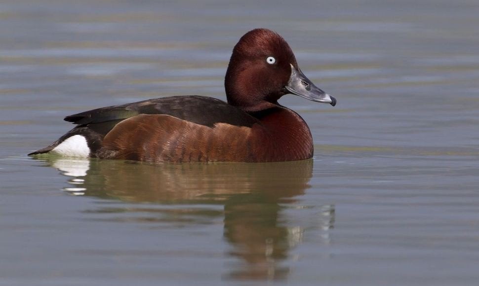 Verschillende soorten siereenden, Dieren en Toebehoren, Pluimvee, Meerdere dieren, Eend