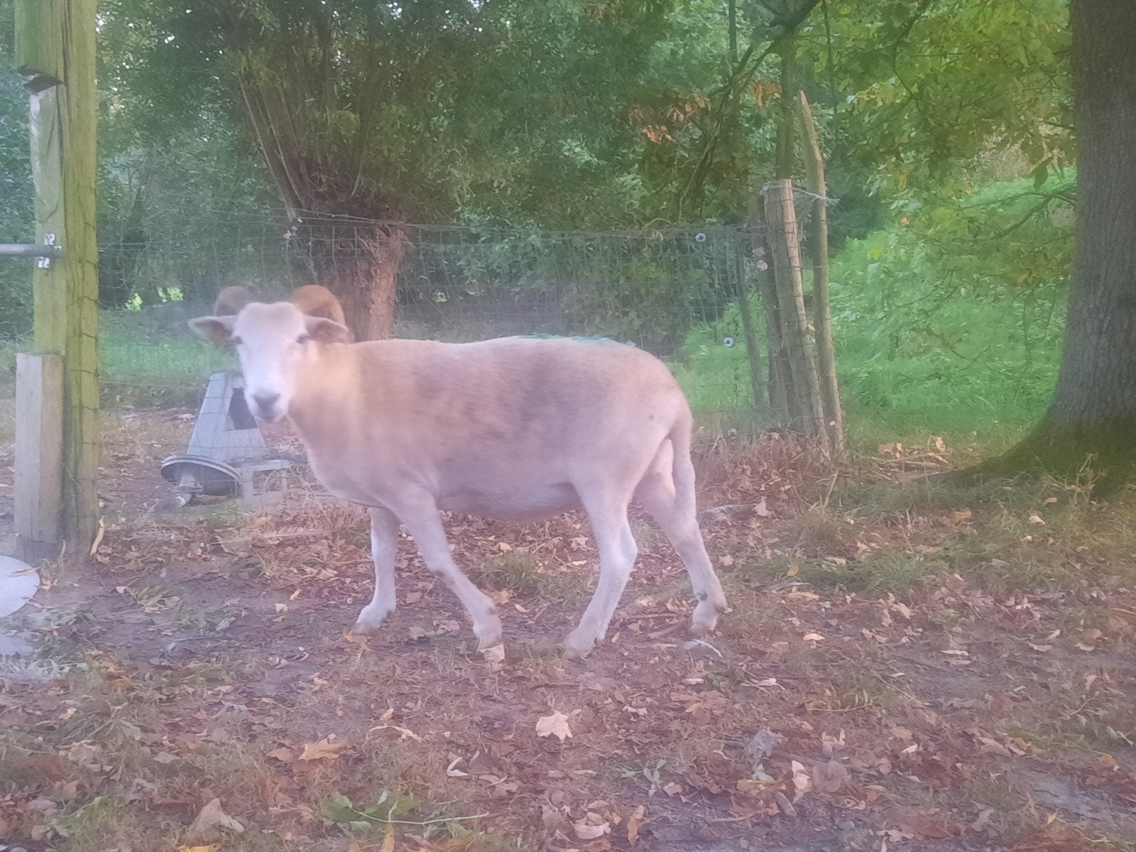 Wiltshire Horn une fois - 3 ans