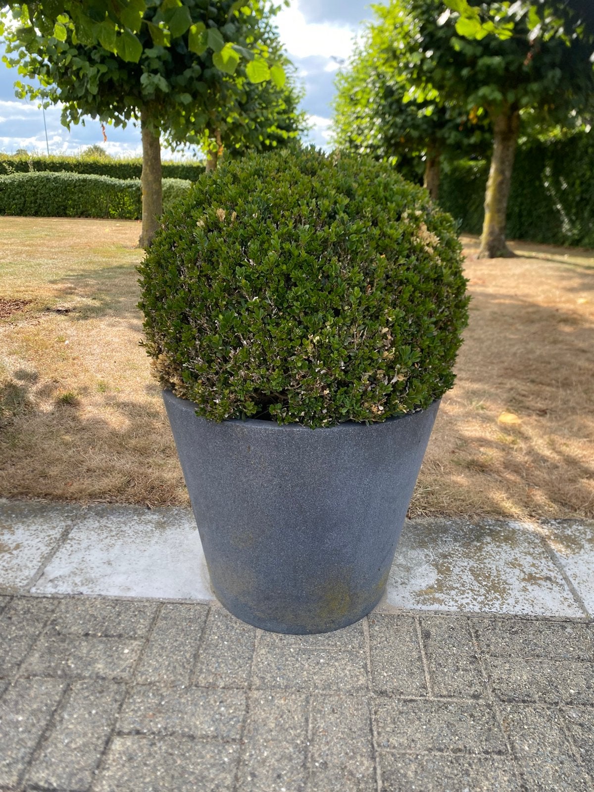 Buxus in polyesteren pot, Tuin en Terras, Planten | Struiken en Hagen, Ophalen, Buxus