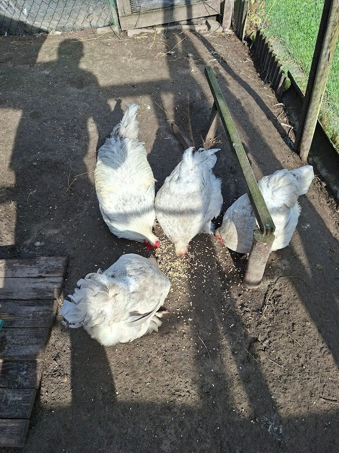 3 poules adultes de Brahma Izabel Perdrix gros volaille, Femelle, Poule ou poulet
