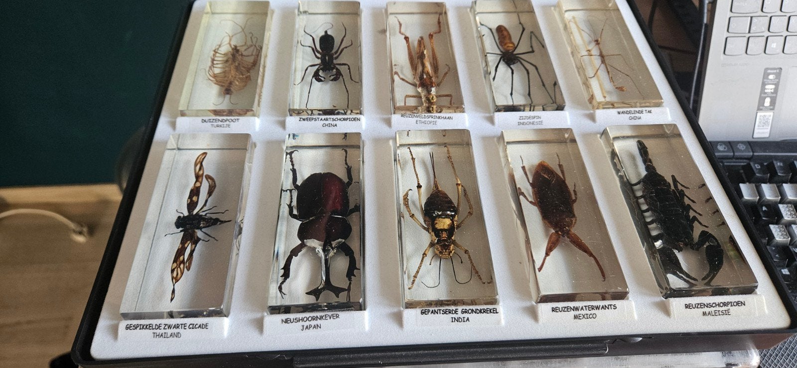 educatieve insecten natural history museum, Dieren en Toebehoren, Overige soorten