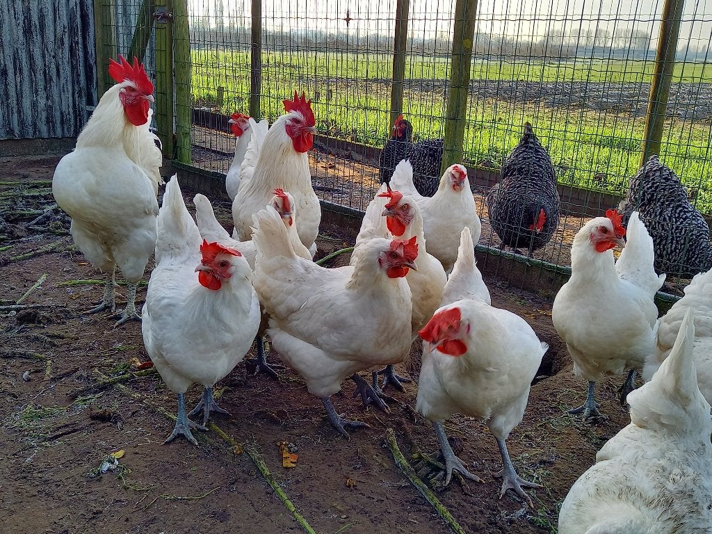 Broedeieren Poule de Bresse, Dieren en Toebehoren