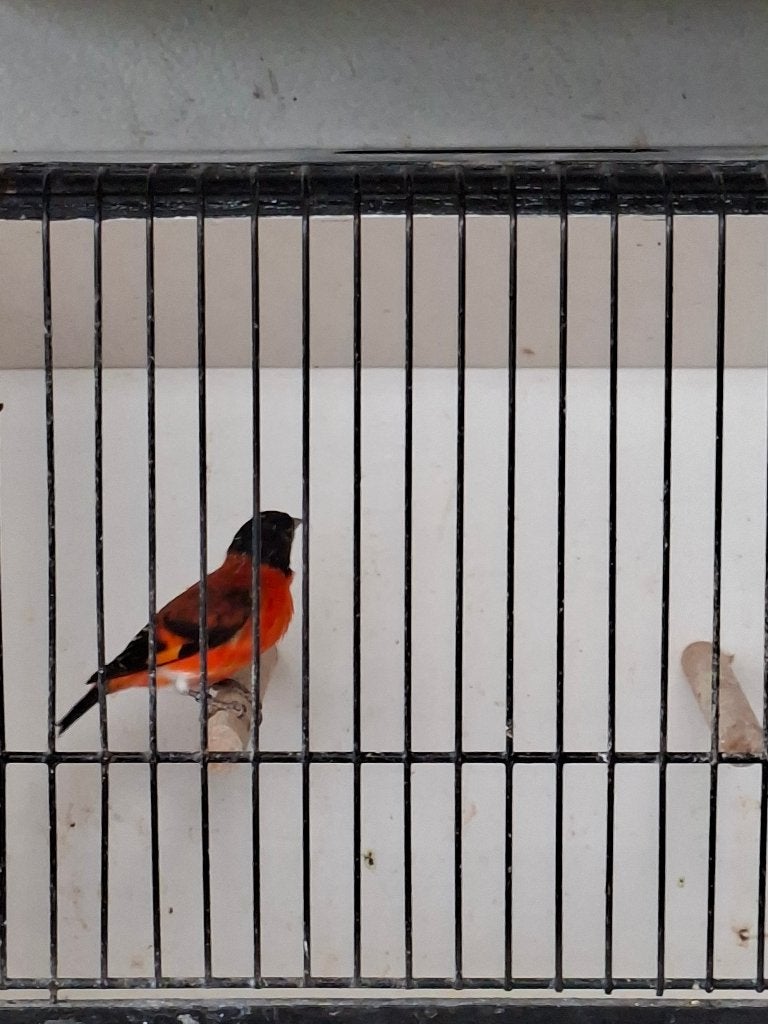 Tarin rouge., Animaux & Accessoires, Mâle, Canari chanteur