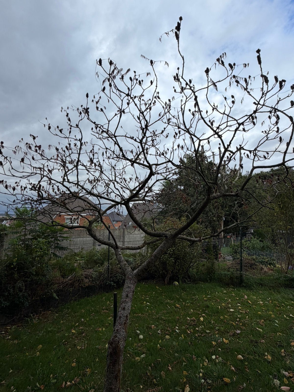 Sumac de Virginie (20 ans), Jardin & Terrasse, Enlèvement