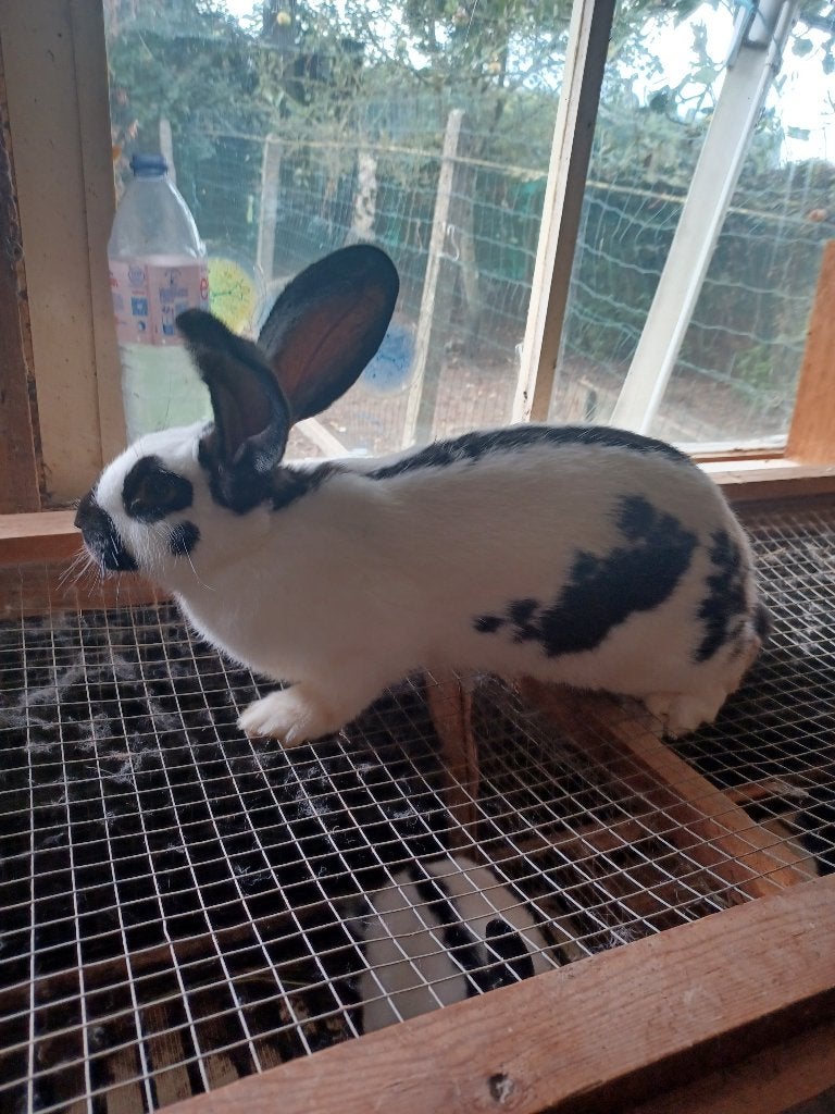 Jonge voedster, Dieren en Toebehoren, Konijnen, Vrouwelijk, Groot, 0 tot 2 jaar