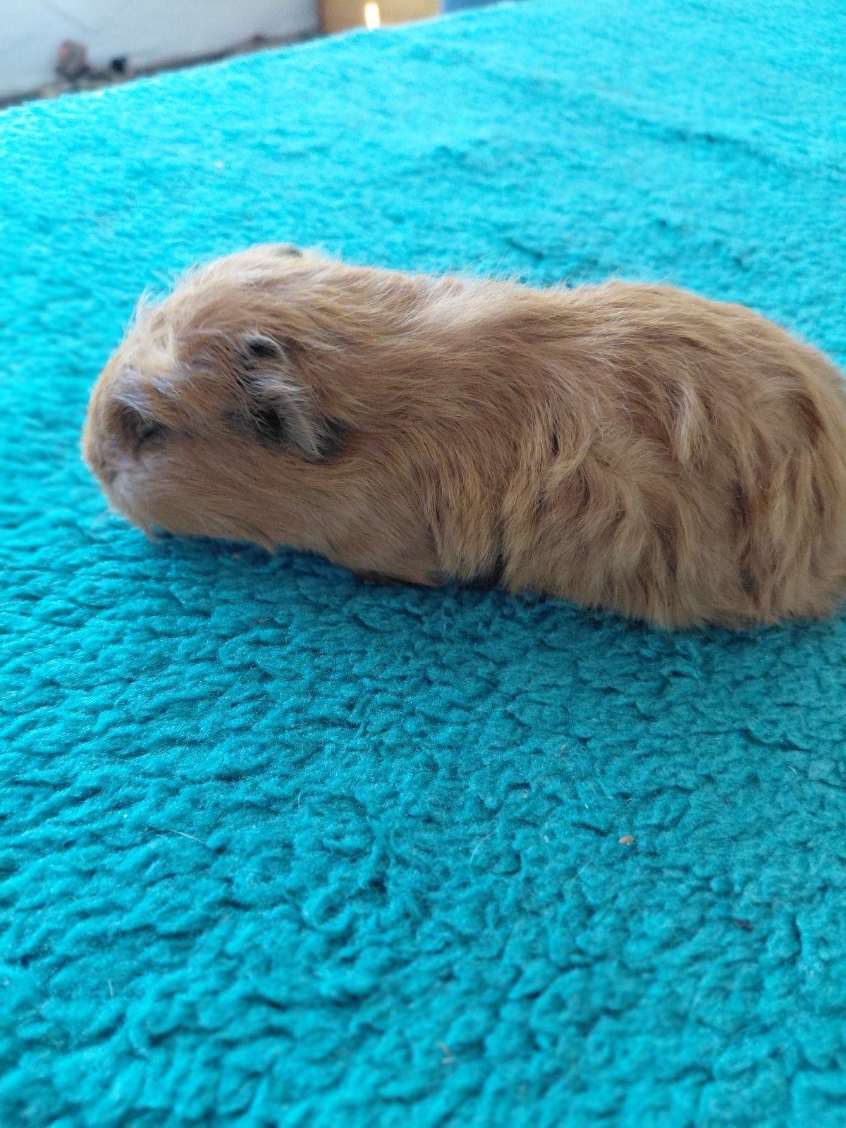 Cavia, cobaye Ch teddy mâle, Dieren en Toebehoren, Knaagdieren, Juni, Mannelijk, Cavia