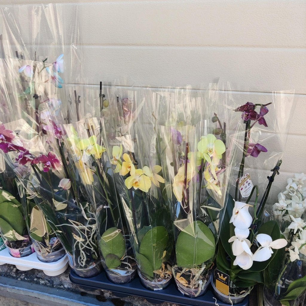 GRAND CHOIX D'ORCHIDEE  a 3 et 4 € pièce, Huis en Inrichting, Kamerplanten, Ophalen, Overige soorten, In pot