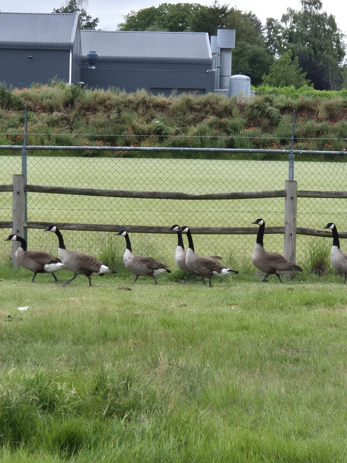 Canada ganzen, Dieren en Toebehoren