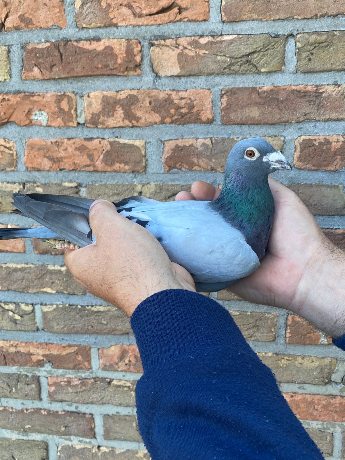 “ The Talent “doffer 2020 Cor De Heijde, Dieren en Toebehoren, Vogels | Duiven, Mannelijk, Postduif