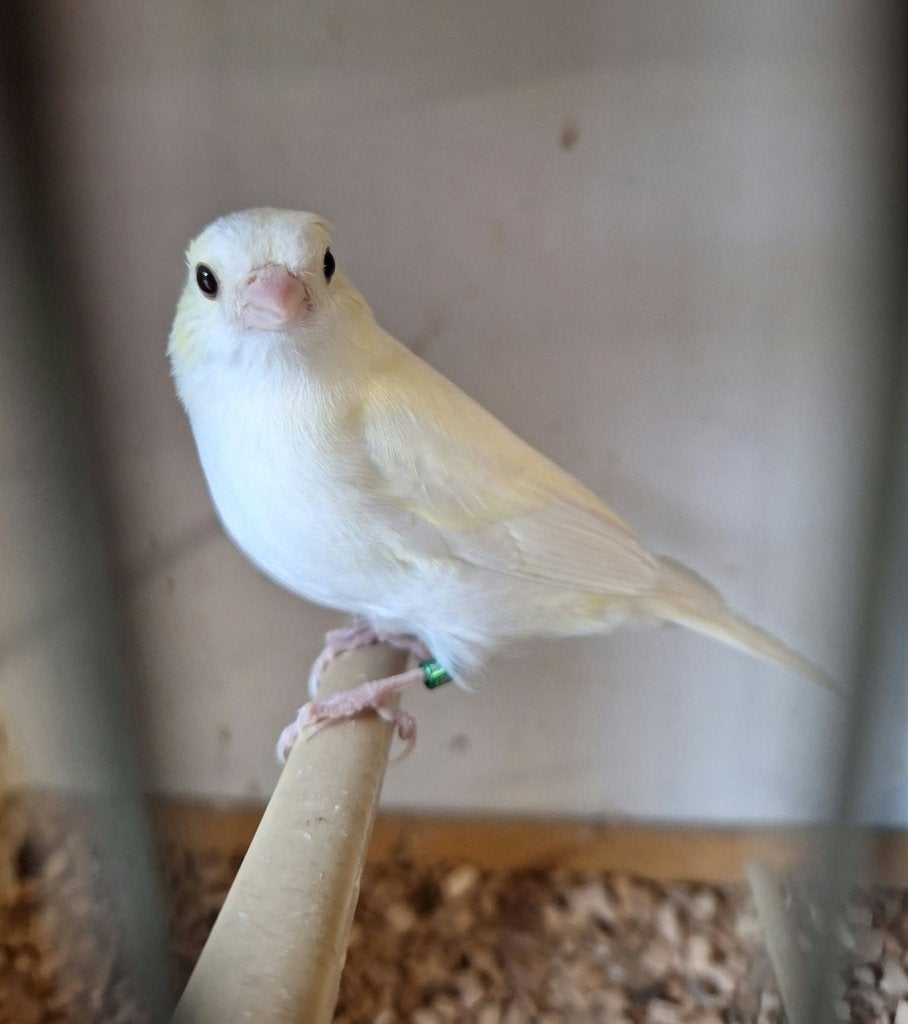 vinken  opaal, Oiseau chanteur sauvage, Bagué
