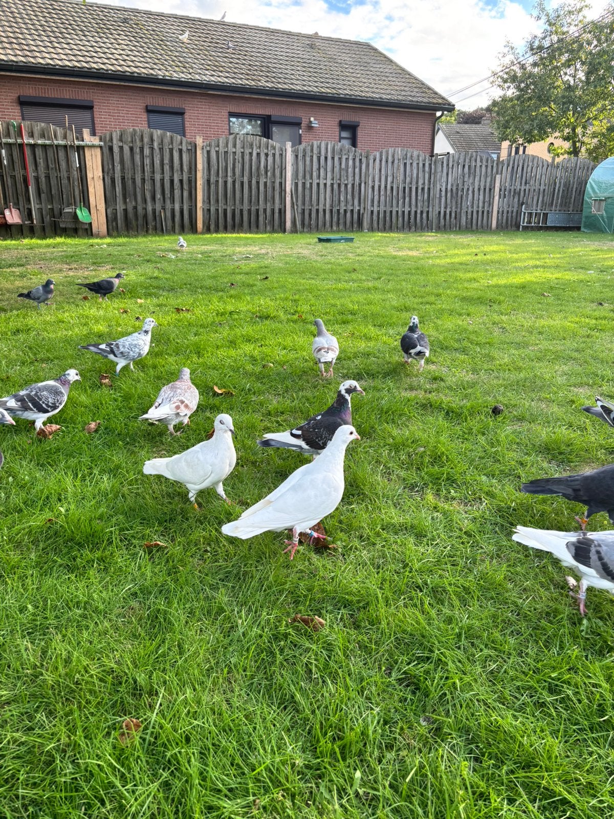 Reisduiven te koop, Dieren en Toebehoren