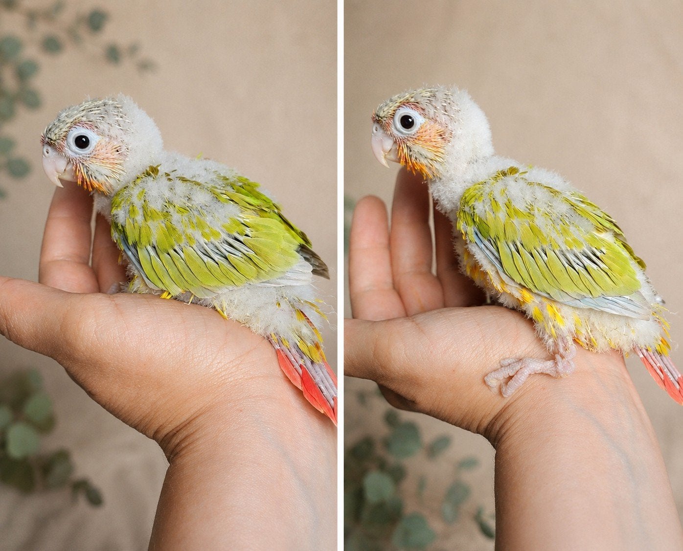 Conure molinae