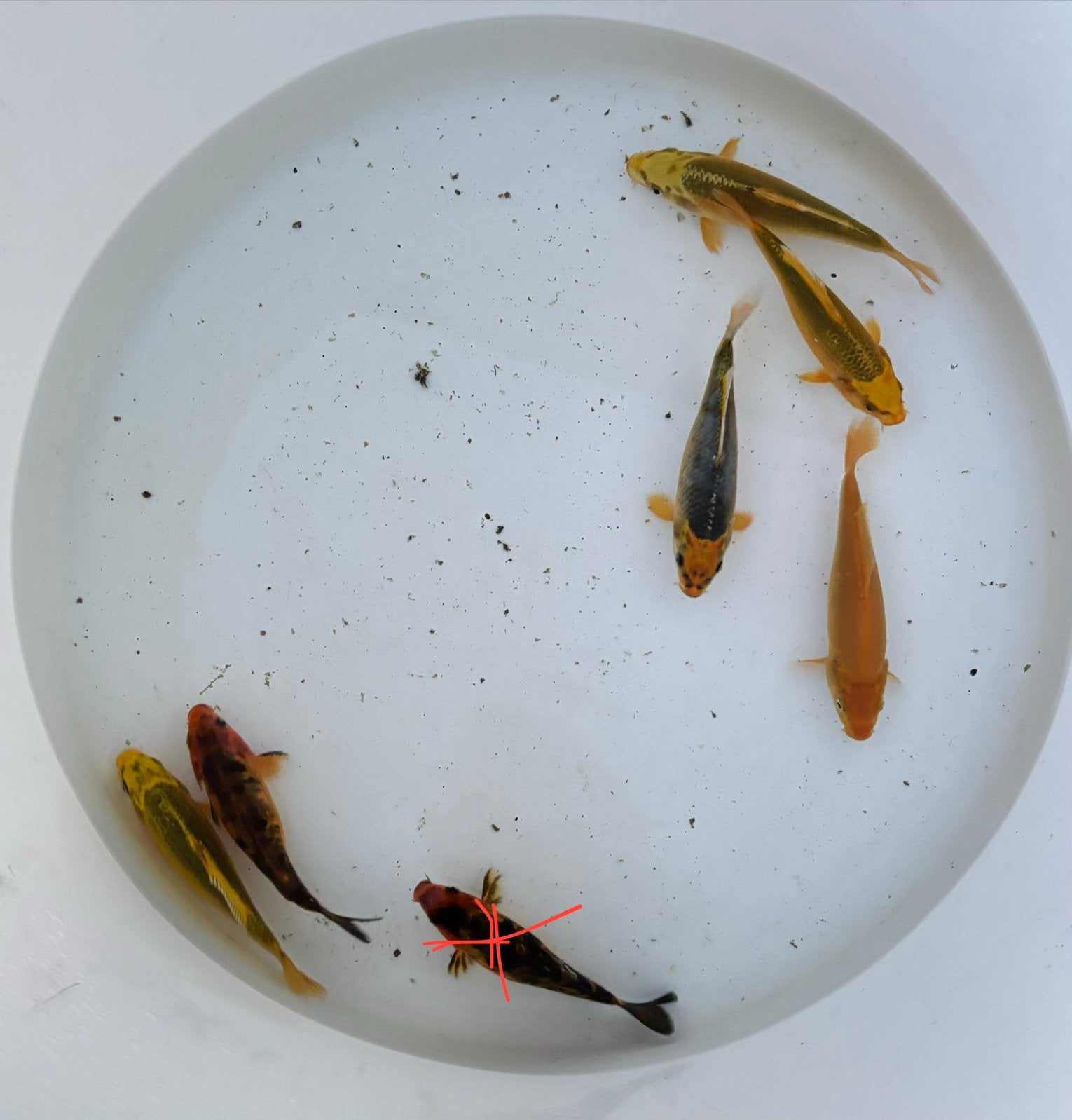 Koi eigen kweek, Dieren en Toebehoren, Karper of Koi
