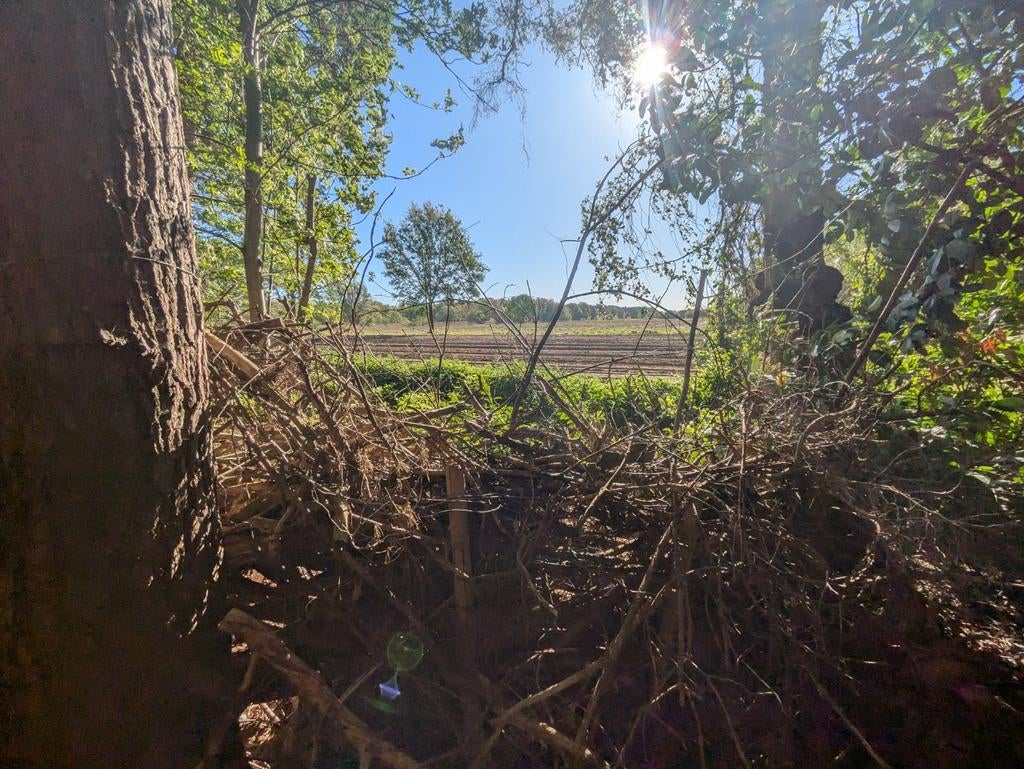 Forêt à vendre Belsele/Sinaai, Immo, Sint-Niklaas, Ventes sans courtier, 1500 m² ou plus