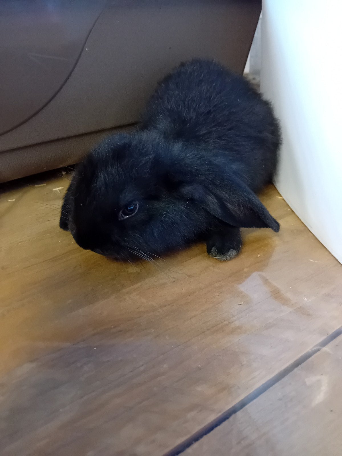 Zwarte franse hangoor voedster, Dieren en Toebehoren, Konijnen, Vrouwelijk, Groot, Hangoor, 0 tot 2 jaar