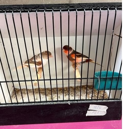 kanaries - portugese harlekijnen, Dieren en Toebehoren, Meerdere dieren, Postuurkanarie