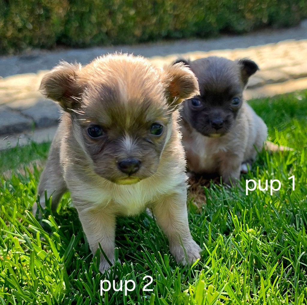 Chihuahua pups, Parvo, België, Particulier, 8 tot 15 weken