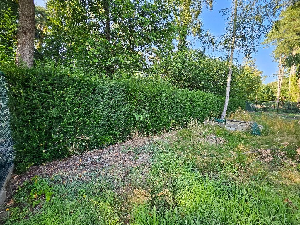 Taxus haag, Tuin en Terras, Ophalen, Taxus, Haag, 100 tot 250 cm