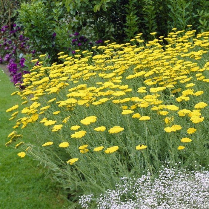 Achillea 'Cloth of gold', Ophalen, Vaste plant, Bodembedekkers, Volle zon