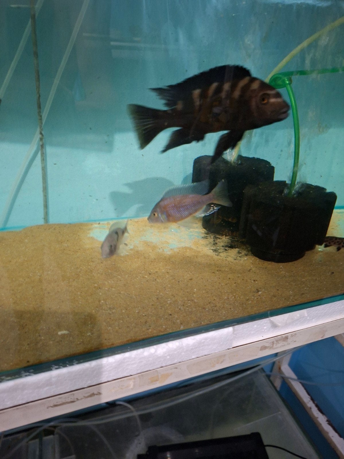 cichlides malawi couple pseudotropheus crabo  xl, Animaux & Accessoires