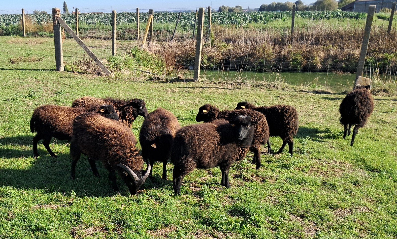 ouessant mini schaapjes, Dieren en Toebehoren