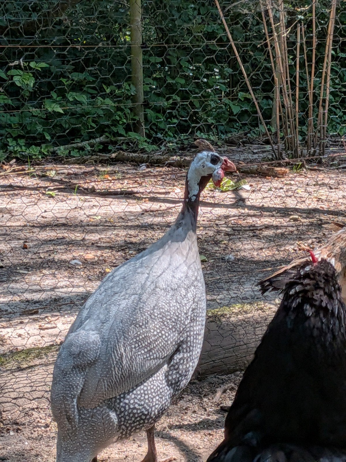 Parelhoen haan, Dieren en Toebehoren, Mannelijk, Overige soorten