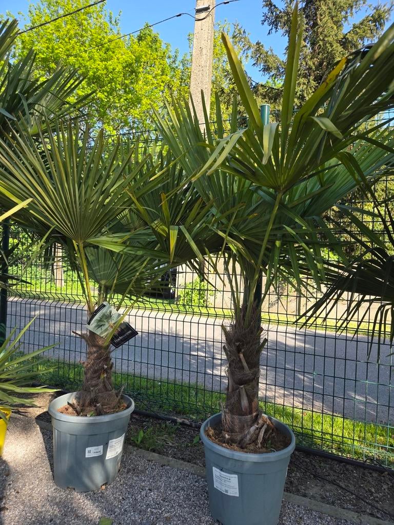 Winterharde palmboom Trachycarpus Fortunei, Tuin en Terras, Planten | Bomen, Ophalen, Halfschaduw, Palmboom