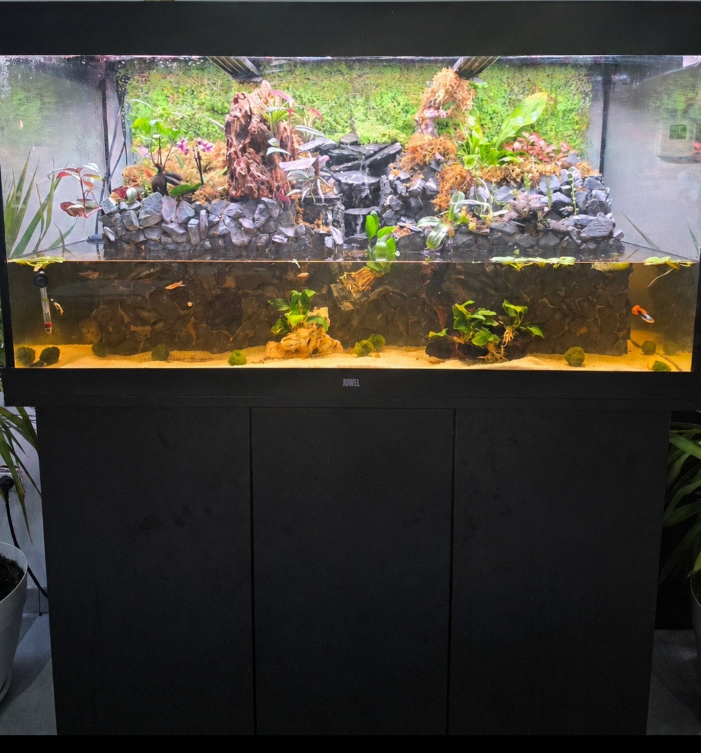 paludarium, Animaux & Accessoires, Enlèvement, Juwel
