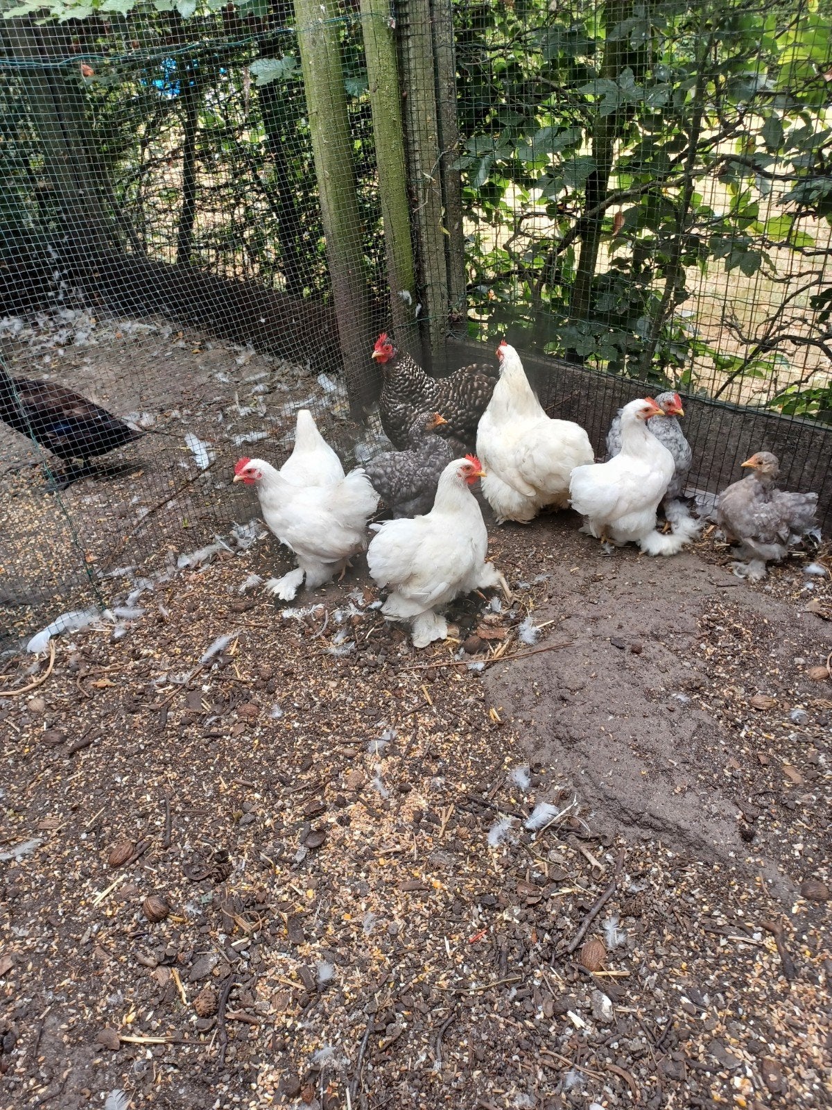 cochin kriel, Dieren en Toebehoren, Pluimvee