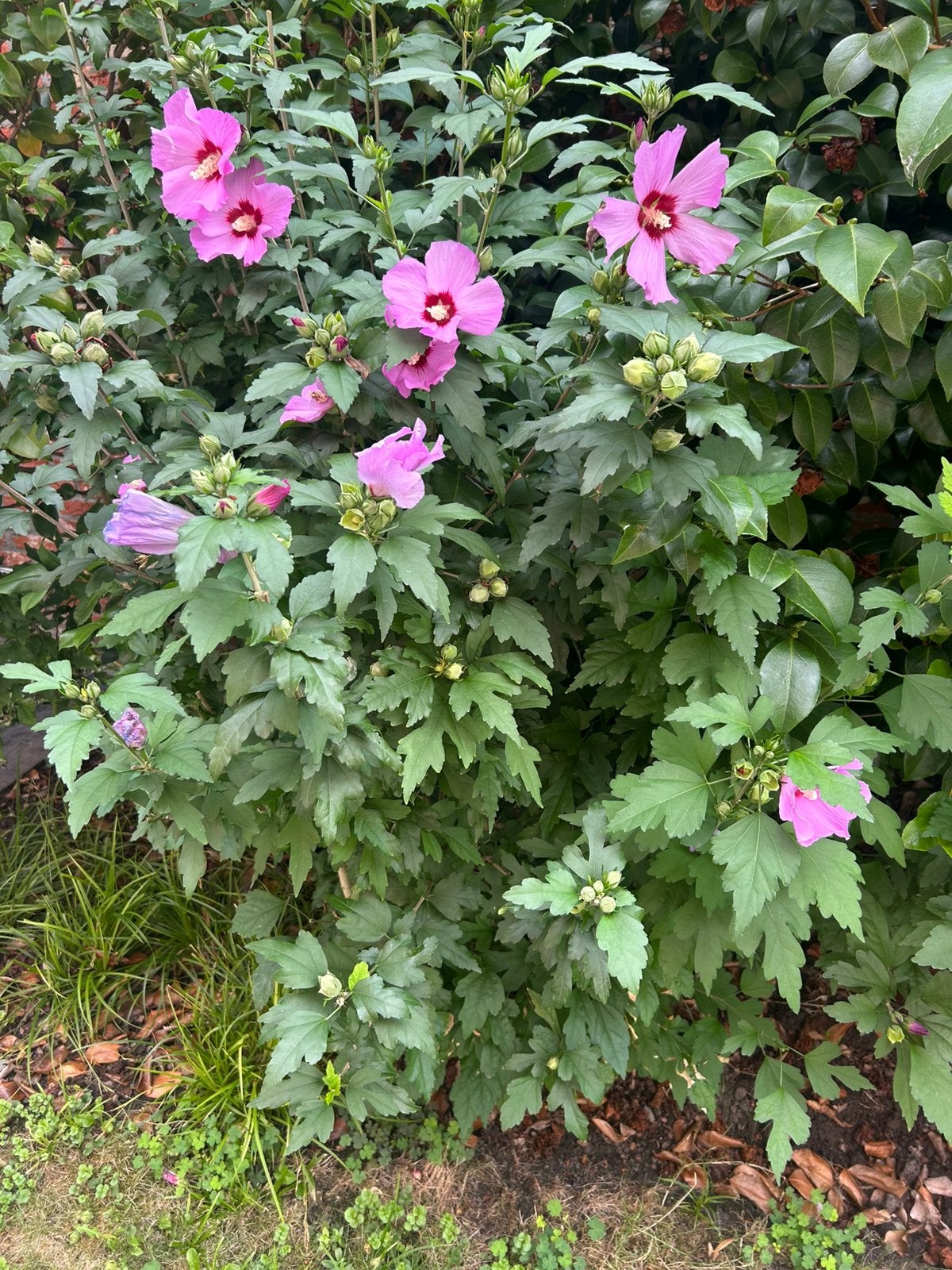 Plante d'hibiscus, Jardin & Terrasse, Enlèvement, Plante fixe, Autres espèces