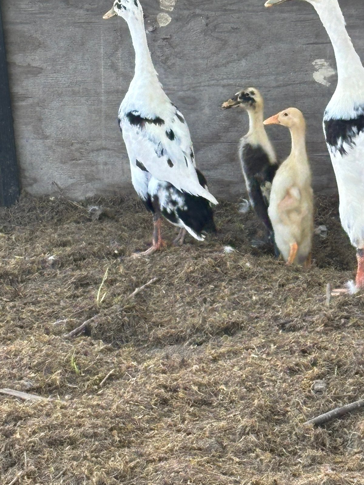 twee kuikens indische loopeenden, Dieren en Toebehoren, Pluimvee