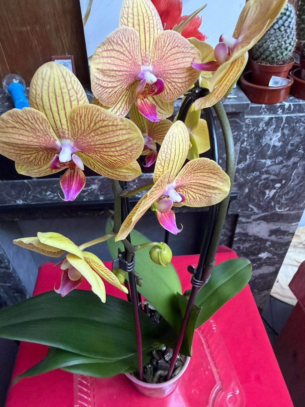 Phalaenopsis-orchidee, Maison & Meubles, Plantes d'intérieur, Enlèvement